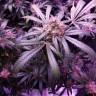 семена конопли курьером Snow White regular Nirvana Seeds семена конопли курьером Snow White regular Nirvana Seeds