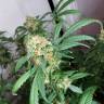 семена конопли для выращивания Snow White regular Nirvana Seeds семена конопли для выращивания Snow White regular Nirvana Seeds