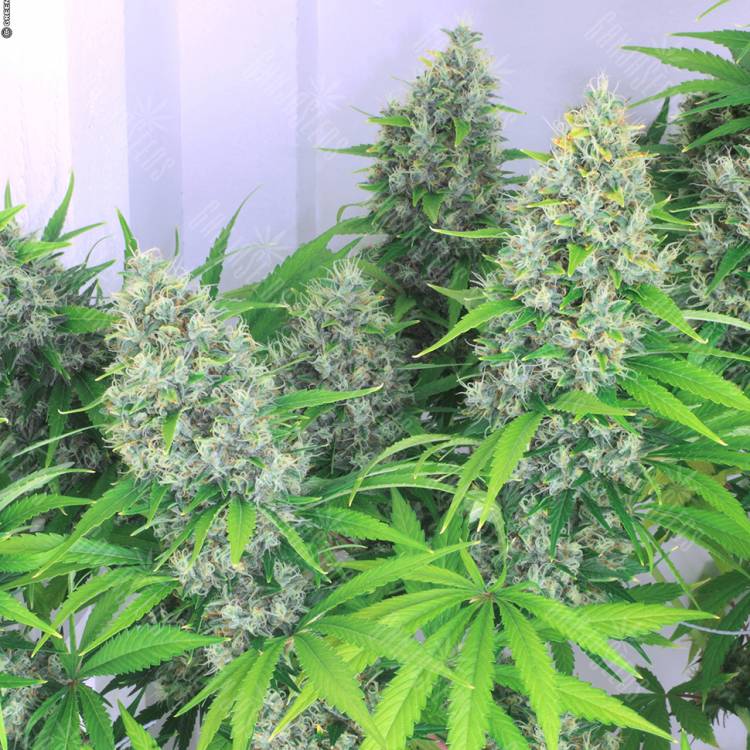 мощные семена конопли Karatal feminised Bang Seeds