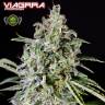 семена конопли наложенным платежом Viagrra feminised VIP Seeds семена конопли наложенным платежом Viagrra feminised VIP Seeds
