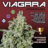 семена конопли почтой Viagrra feminised VIP Seeds семена конопли почтой Viagrra feminised VIP Seeds