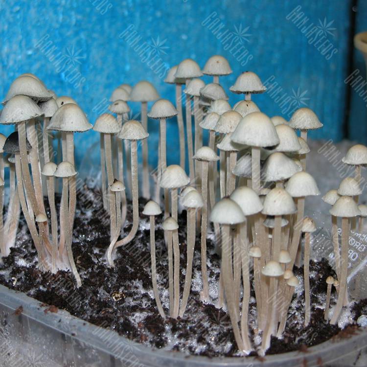 споровый оттиск Panaeolus Cyanescens Jamaica