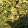 семена конопли дешево Auto Skunk feminised Green House Seeds семена конопли дешево Auto Skunk feminised Green House Seeds
