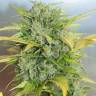 качественные семена конопли Auto Royal Kush feminised качественные семена конопли Auto Royal Kush feminised
