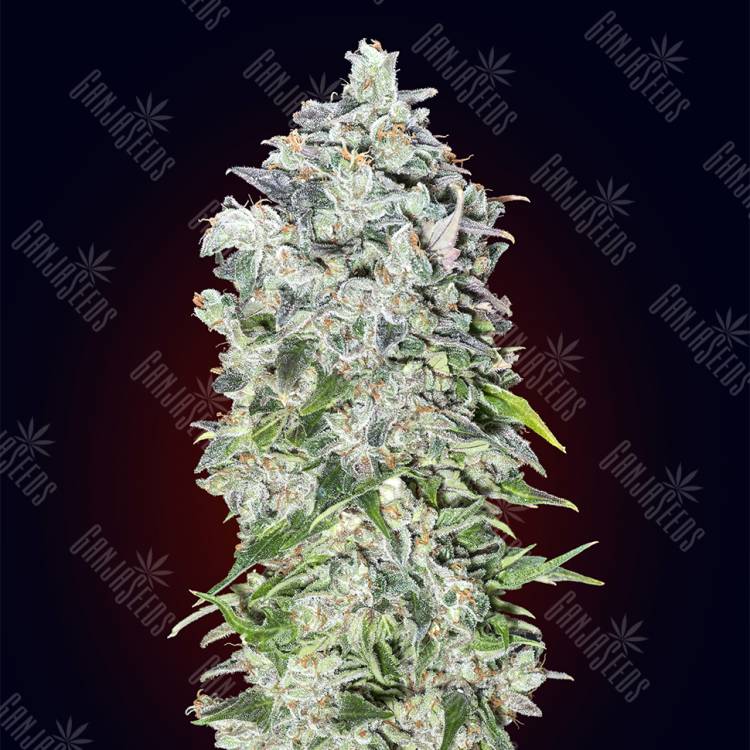 семена конопли в фирменной упаковке Auto 00 Hashchis feminised 00 Seeds