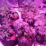семена конопли в фирменной упаковке Swiss Cheese regular Nirvana Seeds семена конопли в фирменной упаковке Swiss Cheese regular Nirvana Seeds