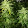 семена конопли в оригинальных упаковках White Widow x Great White Shark feminised семена конопли в оригинальных упаковках White Widow x Great White Shark feminised