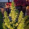 семена конопли Россия Khan-Shatyr feminised Bang Seeds семена конопли Россия Khan-Shatyr feminised Bang Seeds