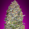 заказ семян конопли New York Diesel feminised