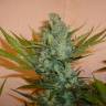 Haze x Northern Lights feminised RuSeeds Haze x Northern Lights feminised RuSeeds