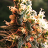 Auto Jock Horror regular Ganja Seeds Auto Jock Horror regular Ganja Seeds