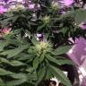 заказ семян конопли White Rhino regular Nirvana Seeds заказ семян конопли White Rhino regular Nirvana Seeds