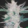 Auto Moscow feminised Ganja Seeds Auto Moscow feminised Ganja Seeds