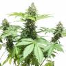 Indica Mix feminised RuSeeds Indica Mix feminised RuSeeds