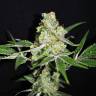 Indica Mix feminised RuSeeds Indica Mix feminised RuSeeds