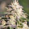 Auto Kalashnikova regular Ganja Seeds Auto Kalashnikova regular Ganja Seeds