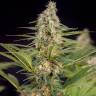 Auto Kalashnikova regular Ganja Seeds Auto Kalashnikova regular Ganja Seeds
