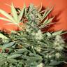 семена конопли Спб Auto Speed Devil #2 feminised Sweet Seeds