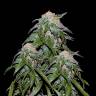 семена конопли курьером Medical Vip feminised VIP Seeds семена конопли курьером Medical Vip feminised VIP Seeds
