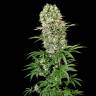 семена конопли Россия Medical Vip feminised VIP Seeds семена конопли Россия Medical Vip feminised VIP Seeds