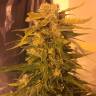 Семена конопли Cream Mandarine feminised Ganja Seeds Семена конопли Cream Mandarine feminised Ganja Seeds