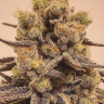 Cream Mandarine feminised Ganja Seeds Fast Version Cream Mandarine feminised Ganja Seeds Fast Version