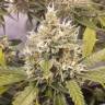 заказ семян конопли Auto Super Lemon Haze CBD feminised Green House Seeds заказ семян конопли Auto Super Lemon Haze CBD feminised Green House Seeds