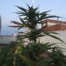 семена конопли курьером Auto No Name feminised Medical Seeds семена конопли курьером Auto No Name feminised Medical Seeds