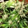семена конопли с доставкой Auto Acid feminised Paradise Seeds семена конопли с доставкой Auto Acid feminised Paradise Seeds