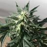 Качественные семена конопли Auto Afghan Kush feminised Ganja Seeds Качественные семена конопли Auto Afghan Kush feminised Ganja Seeds