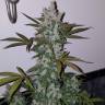 мощные семена конопли Auto Fast Bud feminised мощные семена конопли Auto Fast Bud feminised