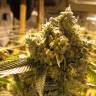 Pine Indica feminised RuSeeds Pine Indica feminised RuSeeds