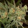 Pine Indica feminised RuSeeds Pine Indica feminised RuSeeds