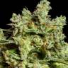 Auto Skywalker feminised Ganja Seeds Auto Skywalker feminised Ganja Seeds