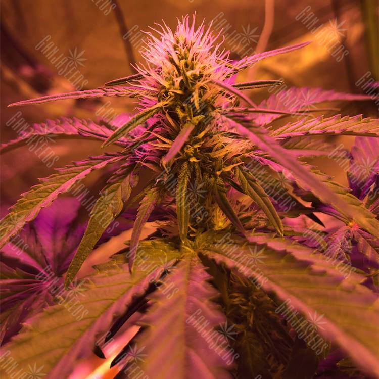 семена конопли для выращивания Amnesia Haze feminised Royal Queen