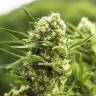 семена конопли элитных сортов El Nino feminised Green House Seeds семена конопли элитных сортов El Nino feminised Green House Seeds
