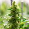 семена конопли аутдор El Nino feminised Green House Seeds семена конопли аутдор El Nino feminised Green House Seeds