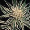 семена конопли в интернете El Nino feminised Green House Seeds семена конопли в интернете El Nino feminised Green House Seeds