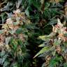 Auto Watermelon Zkittlez feminised Ganja Seeds Auto Watermelon Zkittlez feminised Ganja Seeds