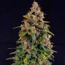 Auto Watermelon Zkittlez feminised Ganja Seeds Auto Watermelon Zkittlez feminised Ganja Seeds