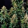 Auto Watermelon Zkittlez feminised Ganja Seeds Auto Watermelon Zkittlez feminised Ganja Seeds