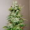 семена конопли гидропоники Big Bang feminised Green House Seeds семена конопли гидропоники Big Bang feminised Green House Seeds