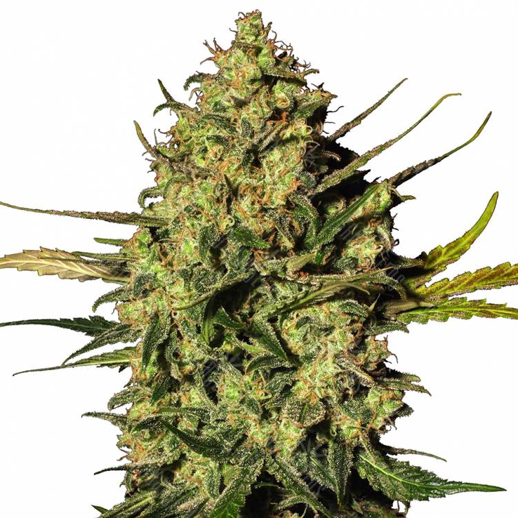 где можно заказать семена конопли Ungurtas feminised Bang Seeds