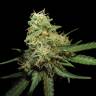 семена конопли элитных сортов R.K.S. feminised DNA Genetics семена конопли элитных сортов R.K.S. feminised DNA Genetics