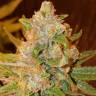 семена конопли в фирменной упаковке King's Kush feminised Green House Seeds семена конопли в фирменной упаковке King's Kush feminised Green House Seeds