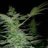 семена конопли в оригинальных упаковках Alexandriya regular Ganja Seeds семена конопли в оригинальных упаковках Alexandriya regular Ganja Seeds