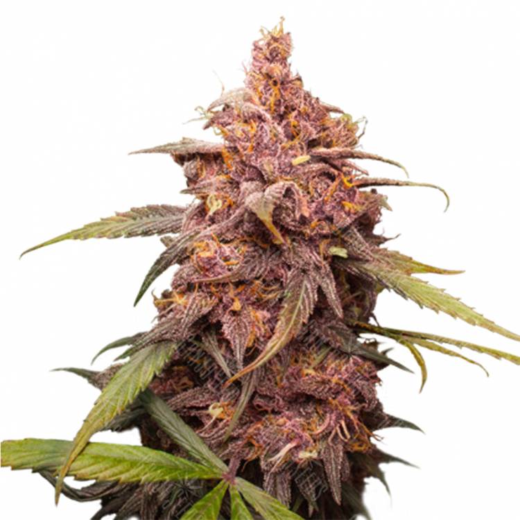 семена конопли феминизированные Purple Punch feminised Barneys Farm