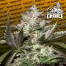 заказать качественные семена конопли Auto Kong 4 feminised Paradise Seeds заказать качественные семена конопли Auto Kong 4 feminised Paradise Seeds