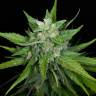 семена конопли наложенным платежом Auto Kong 4 feminised Paradise Seeds семена конопли наложенным платежом Auto Kong 4 feminised Paradise Seeds