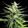 семена конопли почтой Auto Kong 4 feminised Paradise Seeds семена конопли почтой Auto Kong 4 feminised Paradise Seeds